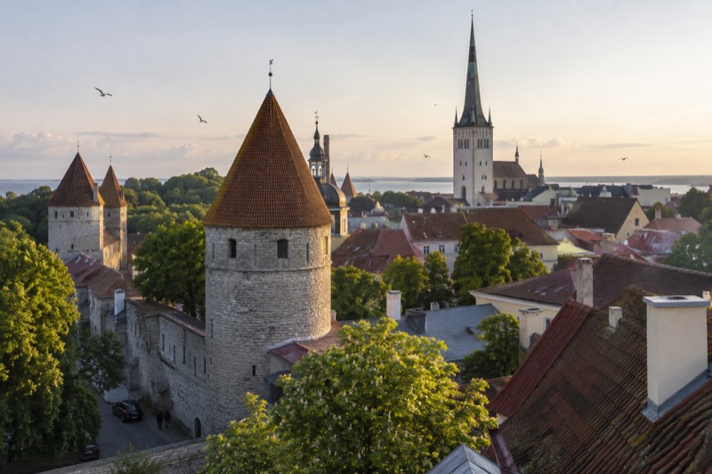 Pale midsummer dawn above Tallinn's old town in Estonia, red-brown roofs and slender medieval spires inside the grey limestone wall, low sun gilding weathervanes as gulls wheel overhead.